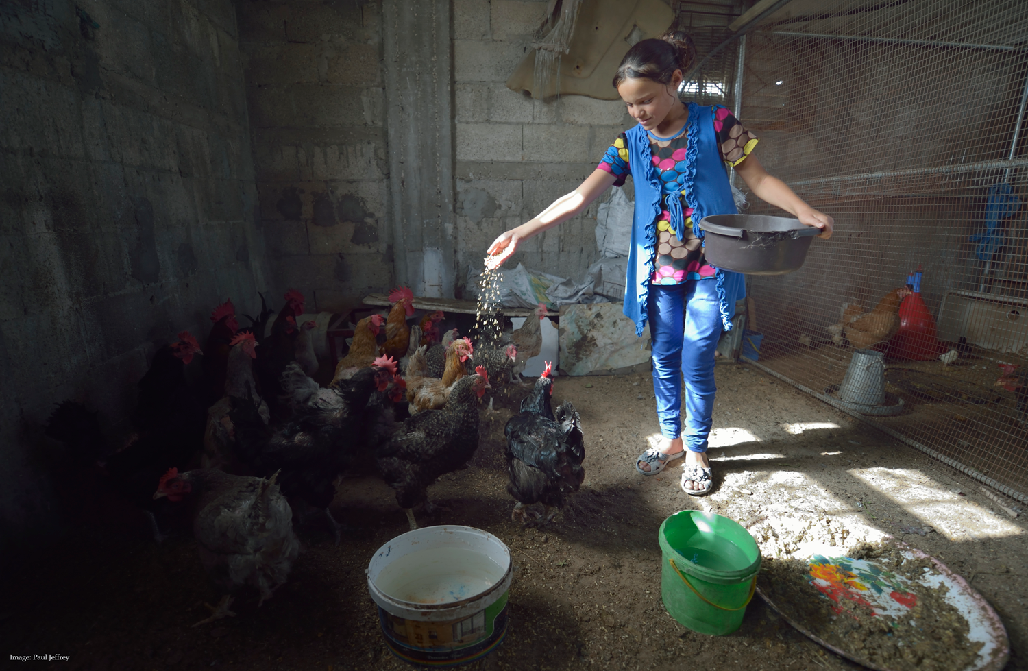 Child feeding chickens